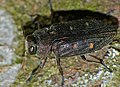 Jewel Beetle (Chrysobothris affinis) (9086365584).jpg