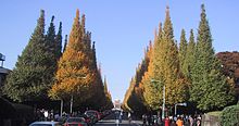 The Ginkgo tree (Ginkgo biloba) is listed as 'endangered' by the IUCN. Jingu Gaien Ginkgo Street Tokyo.jpg