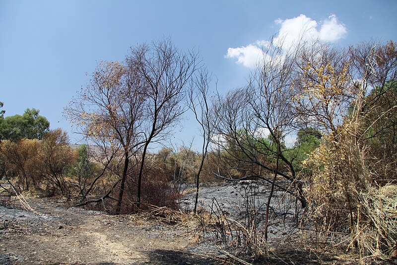 File:Jordan River park after fire in summer 2011 (3).JPG