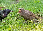 Thumbnail for File:Juvenile European starling (10739).jpg