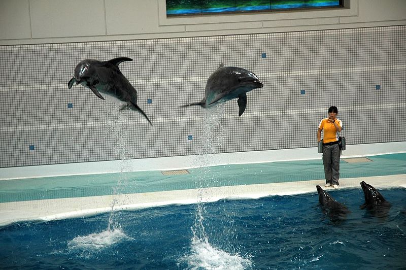 File:Kagoshima Aquarium -July 2009 b.jpg