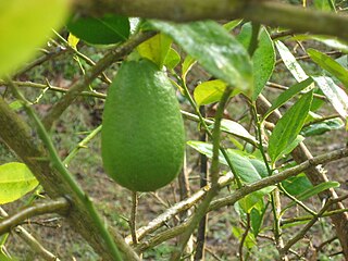 <span class="mw-page-title-main">Assam lemon</span> Lemons found in Assam, India