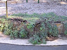 'Kambah Karpet', a cultivar discovered at the Kambah Village Kambah Karpet Acacia dealbata.JPG