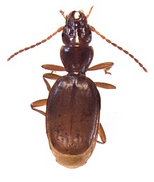 Kenodactylus audouini.jpg