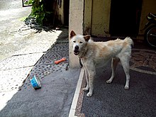 kintamani dog