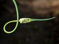 Knoblauch (Allium sativum)-20200621-RM-085344.jpg