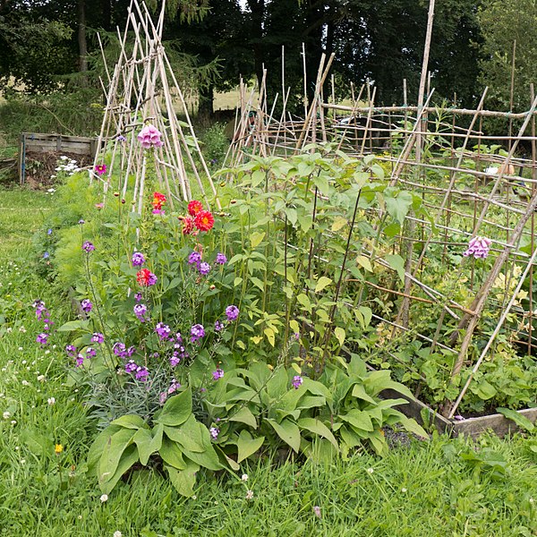 Partial reconstruction of the Cranmore garden