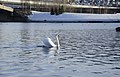 * Nomination Mute swan on the Drammen river.--Peulle 13:39, 15 May 2018 (UTC) I get that the subject is the bird, but I think you could lose a lot of the background at the top. Even if it were sharp it doesn't add to the image. --Daniel Case 02:36, 22 May 2018 (UTC)  Comment Thanks for reviewing - that's OK, I just set the lens to the best zoom and didn't feel like getting closer. I'll use my proper zoom lens next time.--Peulle 11:31, 26 May 2018 (UTC) * Withdrawn {{{2}}}