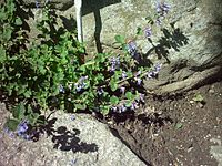 Nepeta transcaucasica