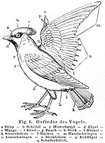 Vorschaubild für Vogelbestimmung