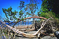 Strand von Kopachuck State Park