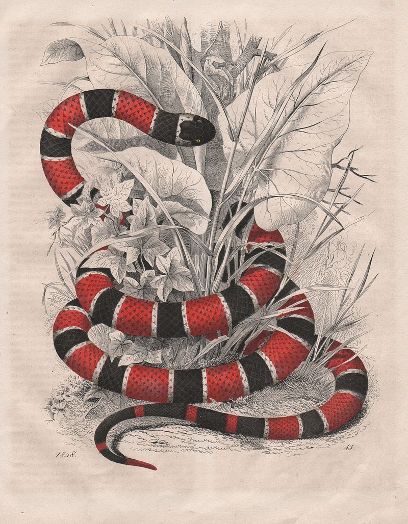 Cobra - Desenho de carolsinopoli - Gartic