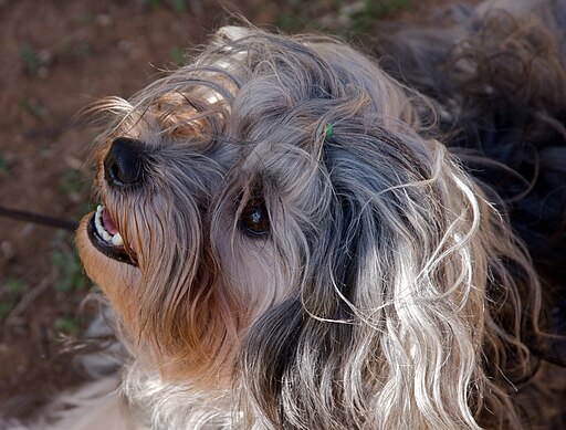 Löwchen dog (Basil Smile)