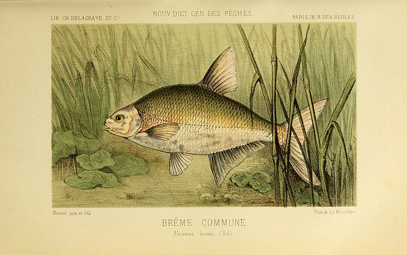 File:La Pêche et les poissons (6267233924).jpg