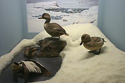 Espécimes expostos no AMNH