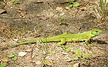 European green lizard Lacerta viridis.jpg