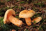 Thumbnail for Lactarius salmonicolor