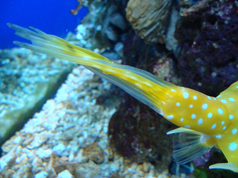 File:Lactoria cornuta (cola).005 - Aquarium Finisterrae.JPG