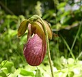 Harwich, Massachusetts (cultivated)