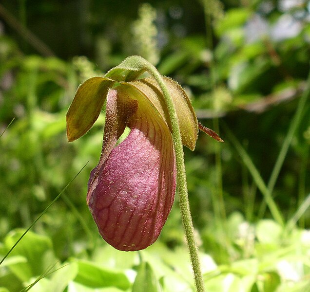 File:Lady Slipper in our yard.jpg