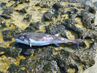 <i>Lagocephalus spadiceus</i> Species of fish