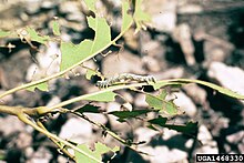 Caterpillar Lambdina vitraria larva.jpg