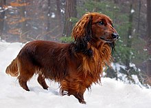Red and black longhaired dachshund