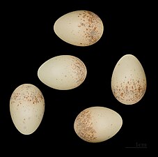Eieren van Lanius collurio