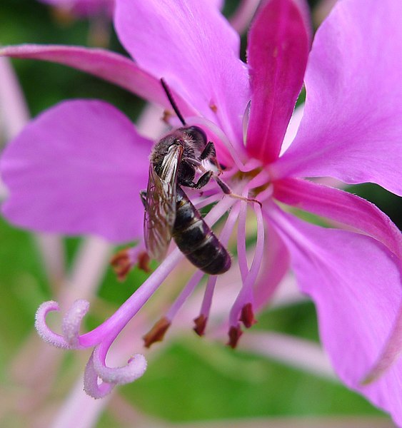 File:Lasioglossum sp.^ (L calceatum^) - Flickr - gailhampshire.jpg