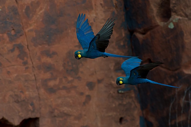 File:Lear's Macaw Anodorhynchus leari.jpg
