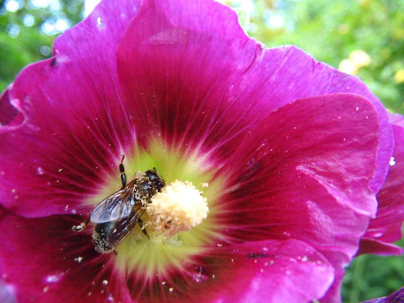 Berkas Lebah bunga jpg  Wikipedia bahasa Indonesia 