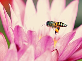 Lebah madu apis cerana