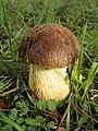 "Leccinellum_lepidum_(H._Bouchet_ex_Essette)_Bresinsky_&_Manfr._Binder_594272_2016-01-23.jpg" by User:Ak ccm