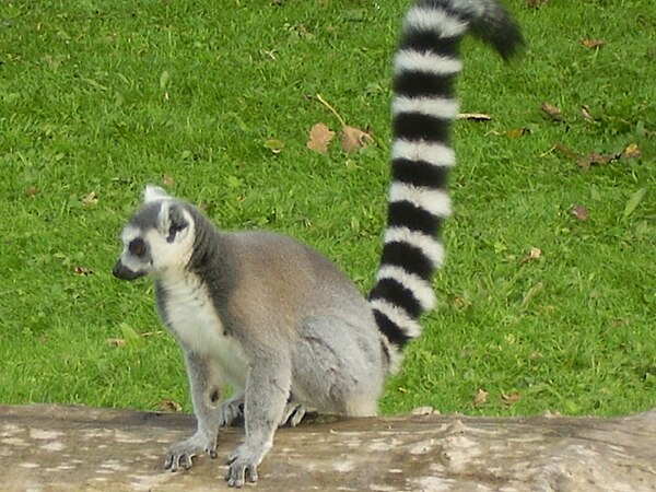 Ring-tailed lemurs hold their distinctive tails high in the air during territorial scent marking. They also engage in "stink fights" with intruding ma