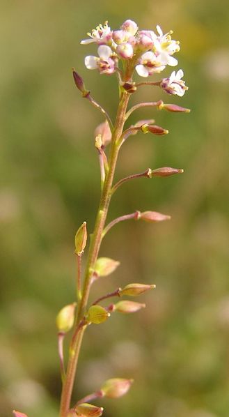 File:Lepidium graminifolium 2005.08.10 16.51.45.jpg