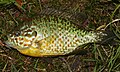 * Nomination: Lepomis gibbosus. This invasive species was catched by a fisherman in a bayou of the river Donau, Germany --Holleday 19:06, 14 June 2011 (UTC) * * Review needed