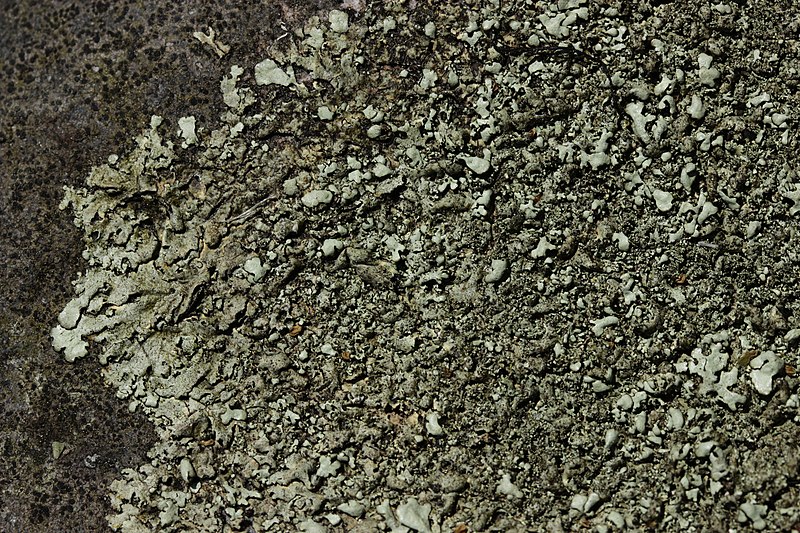 File:Lichen (42119054722).jpg