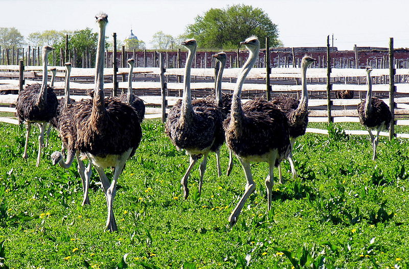 File:Lietuviski struciai. 2007-05-06.jpg