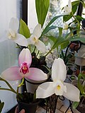 Vignette pour Lycaste virginalis