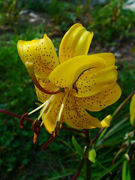 File:Lilium 'Citronella' Hybride 02.JPG