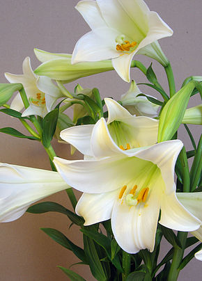 Image Lilium longiflorum.jpg açıklaması.