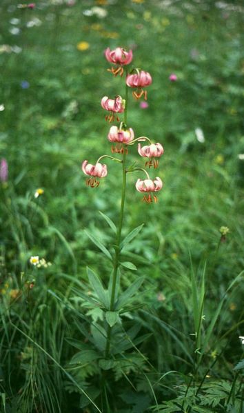 File:Lilium martagon 1.jpg