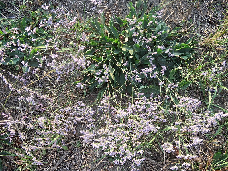 File:Limonium gmelinii, Lalinačka slatina, Srbija (4).jpg