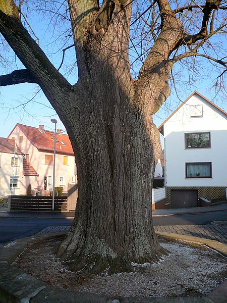 File:Linde in Arnshausen.jpg