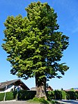 Large lime tree in Kölnhof