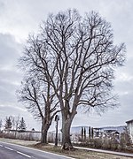 Linden mit Kreuz in Sand am Main.jpg