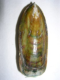 Shell of the Cambrian-modern brachiopod Lingula Lingula anatina 7 .JPG