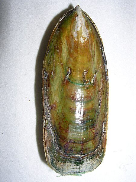 File:Lingula anatina 7.JPG