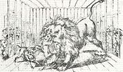 Miniatura para Combates con leones