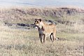 Lioness Ngorongoro.JPG